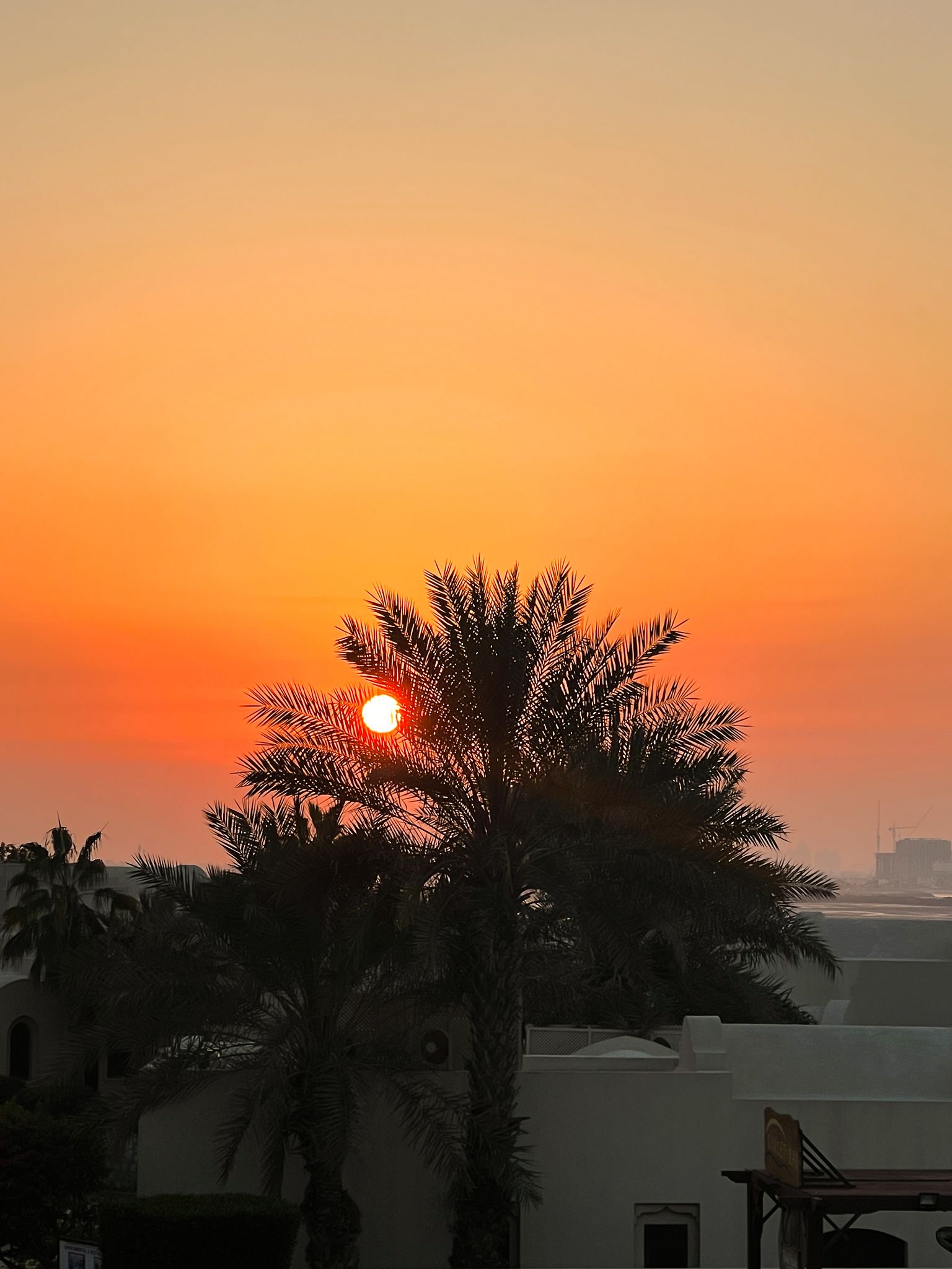 Sunset from the bar of the Cove Rotana Resort in RAK, UAE. Perfect golden hour. The Red sun can be seen through the palm tree